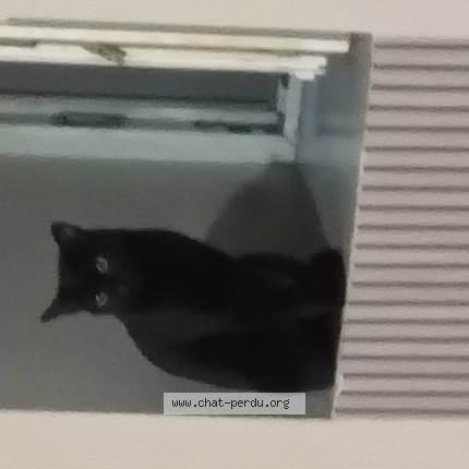 Photo 1/1 minette Chat perdu à Mulhouse