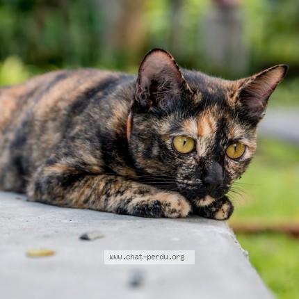 Photo de chat perdu à Lans En Vercors