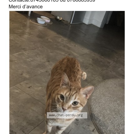 Photo de chat perdu à Orleans