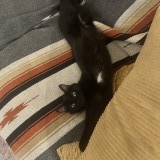 Mowglu