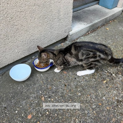 Photo de chat trouvé à Friville Escarbotin