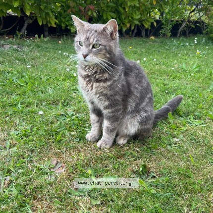 Photo 1/1 minou Chat perdu à Marigny Les Usages