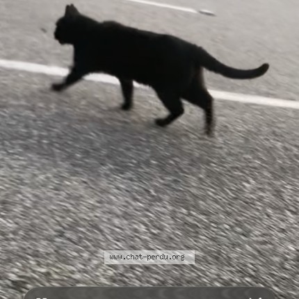 Photo 1/1 Chat trouvé Trouvé à Givors