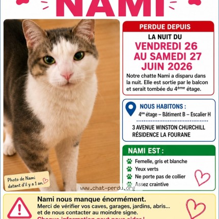 Photo 1/1 nami Chat perdu à Aix En Provence