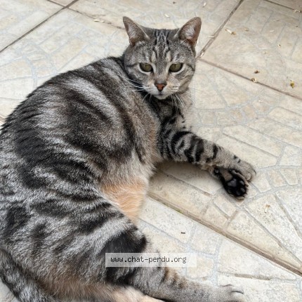Photo de chat perdu à Bourg St Andeol