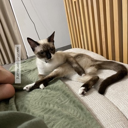 Photo 1/1 tokyo Chat perdu à Toulouse
