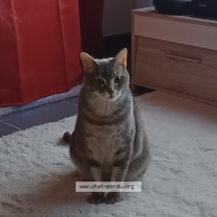 Photo de chat perdu à Reze