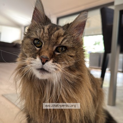 Photo de chat perdu à Orvault