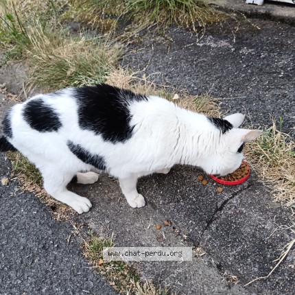 Photo 1/1 Chat trouvé Trouvé à Nantes