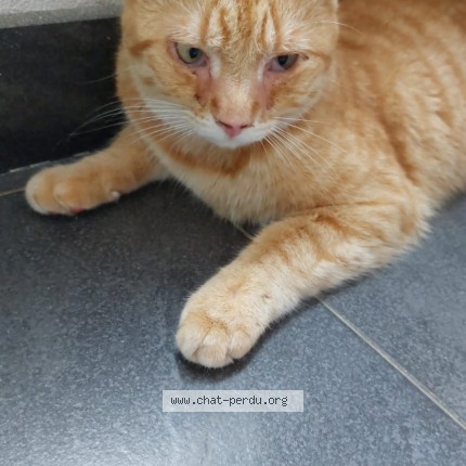 Photo de chat trouvé à Rennes