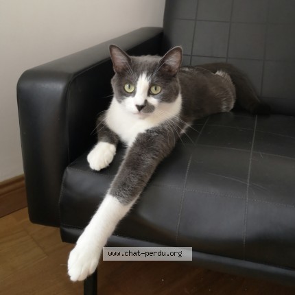 Photo 1/1 Deku Chat perdu à Arvert