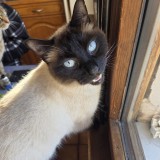babey bleu