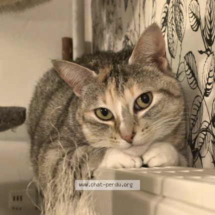 Photo 1/1 Chat retrouvé Perdu à Rennes