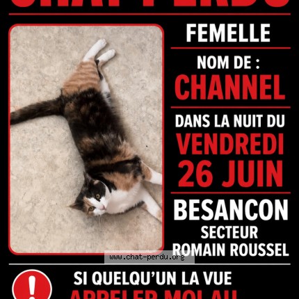 Photo 1/1 channel Chat perdu à Besancon
