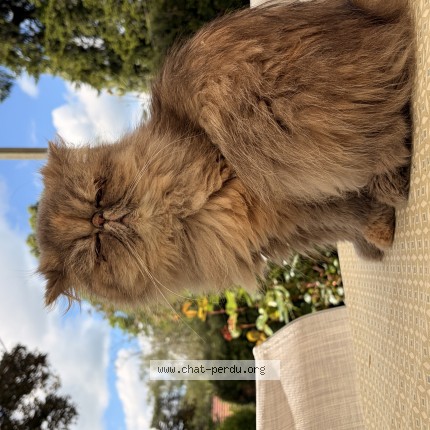 Photo de chat perdu à Pouilloux