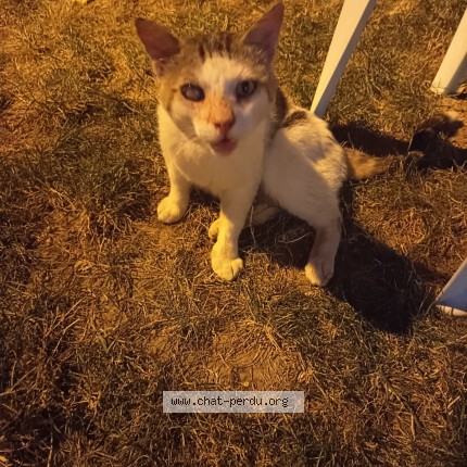 Photo 1/1 Chat trouvé Trouvé à Auvillar