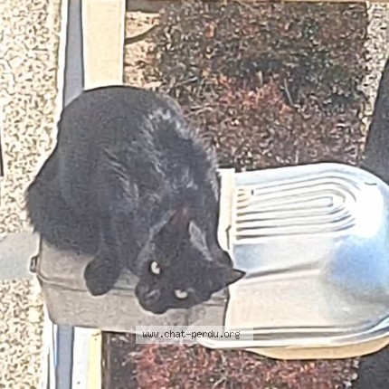 Photo 1/1 Apache Chat perdu à Bourg De Peage