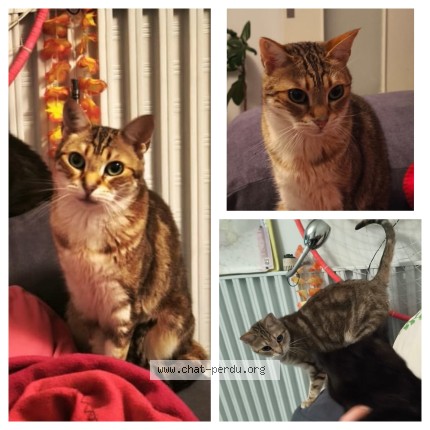 Photo de chat perdu à Conflans Ste Honorine