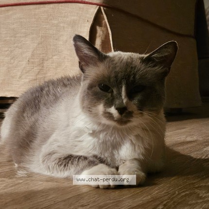 Photo de chat perdu à Nantes