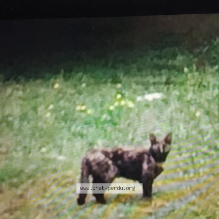 Photo de chat trouvé à Bouliac