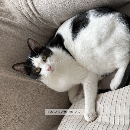 Photo de chat perdu à Nanterre