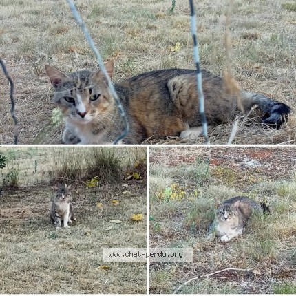 Photo de chat trouvé à Gramat
