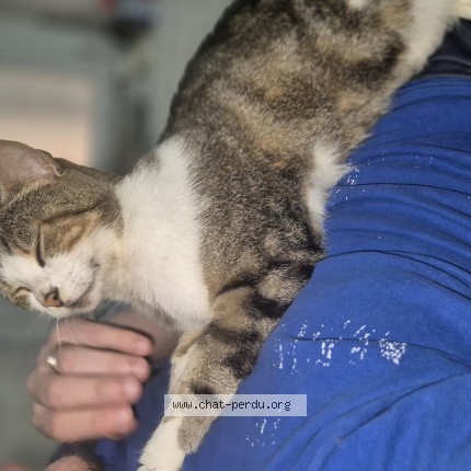 Photo de chat perdu à Nohanent