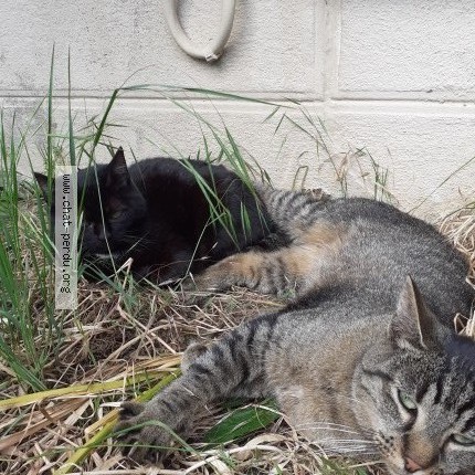 Photo 1/1 Pitounette Chat perdu à Limoges