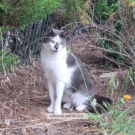 Photo 1/1 Chat retrouvé Perdu à Mandelieu