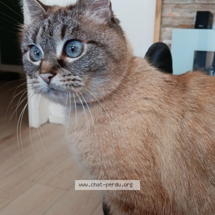 Photo de chat perdu à Brest