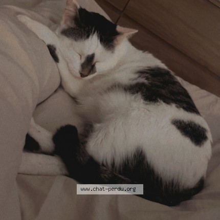 Photo 1/1 siry Chat perdu à Reims