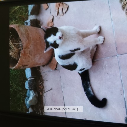 Photo de chat trouvé à Saint Michel Sur Orge