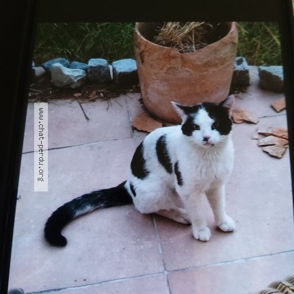 Photo 1/1 Chat trouvé Trouvé à Saint Michel Sur Orge