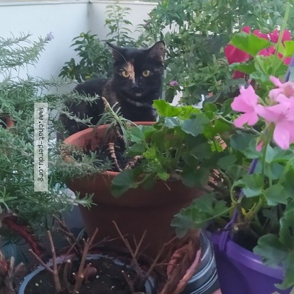 Photo de chat perdu à Bassens