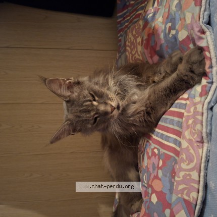 Photo 1/1 Chat trouvé Trouvé à Bezier