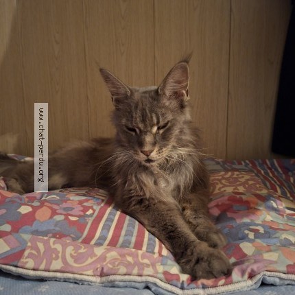 Photo 1/1 Chat trouvé Trouvé à Bezier