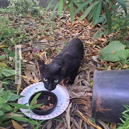 Photo de chat trouvé à Royan