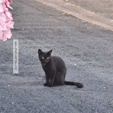 Photo 2/2 Chat trouvé Trouvé à Royan