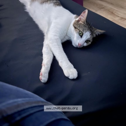 Photo 1/1 Leia Chat perdu à Farciennes
