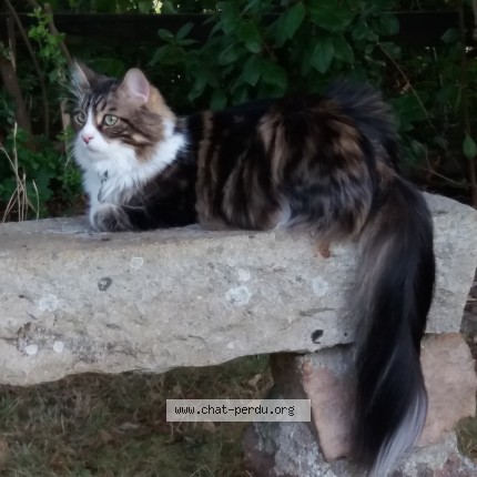 Photo 3/5 Milo Chat perdu à Chateauneuf Sur Sarthe