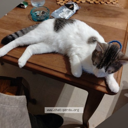 Photo de chat perdu à Blanzy