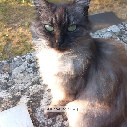 Photo 1/1 Mina Chat perdu à Courant