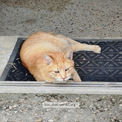 Photo 1/1 Chat trouvé Trouvé à Sainte Cecile Les Vignes