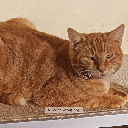 Photo 1/1 whisko Chat perdu à Saint Michel Sur Otge