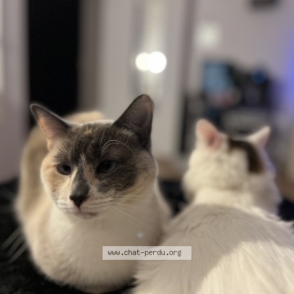 Photo 1/1 Saphire Chat perdu à Noisy Le Sec