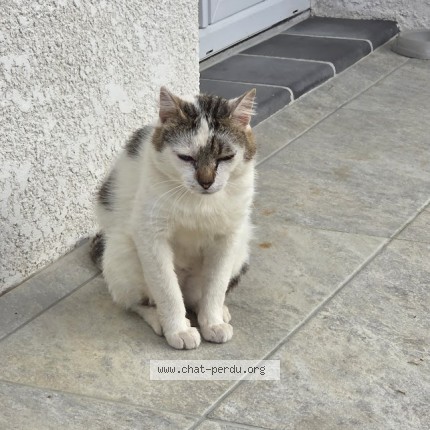 Photo de chat trouvé à Segoufielle