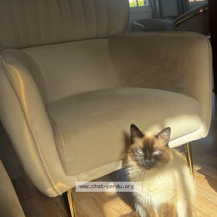 Photo de chat perdu à Noisiel