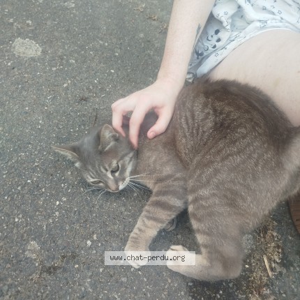 Photo 1/1 Chat trouvé Trouvé à Toulouse