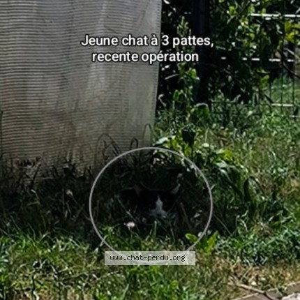 Photo 1/2 Chat trouvé Trouvé à Virignin