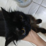 nigrou